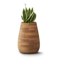 Indigenus Tuber Planter 1